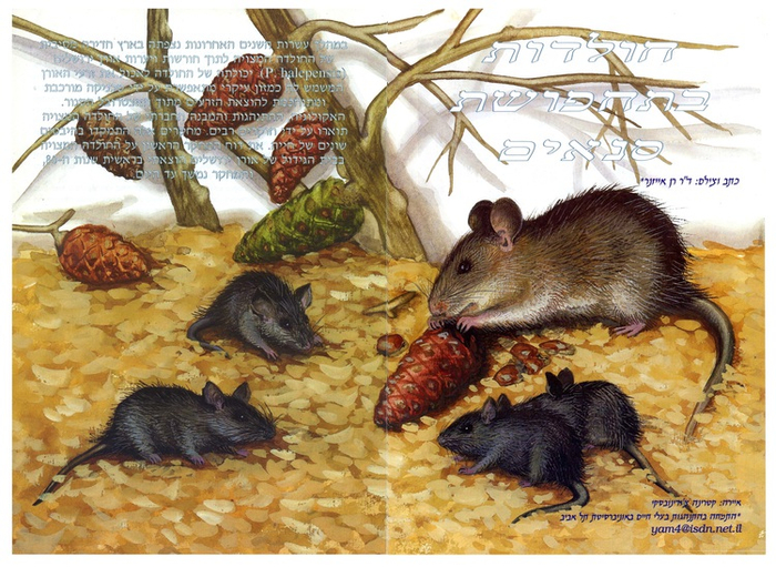 Энциклопедия. "Крысы" .Разворот.