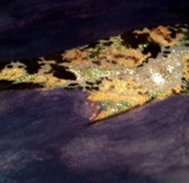 Японский карп