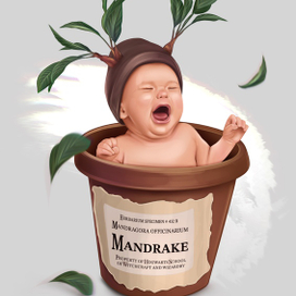Иллюстрация мандрагора