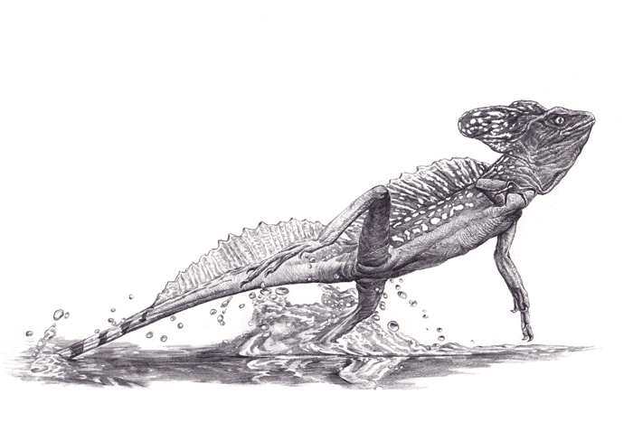 Божья ящерица