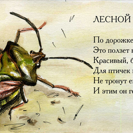 Лесной клоп