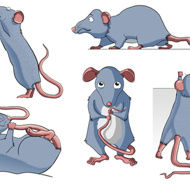 rats