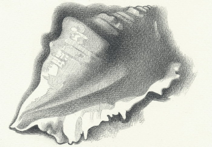 Ракушка набросок