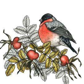Снегирь и шиповник