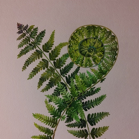 Папоротник