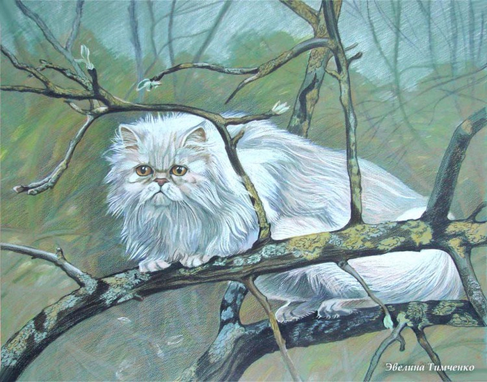 Соседская кошка