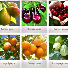  Районированные саженцы в питомнике «Все свое»