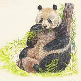 панда
