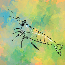 Креветочка