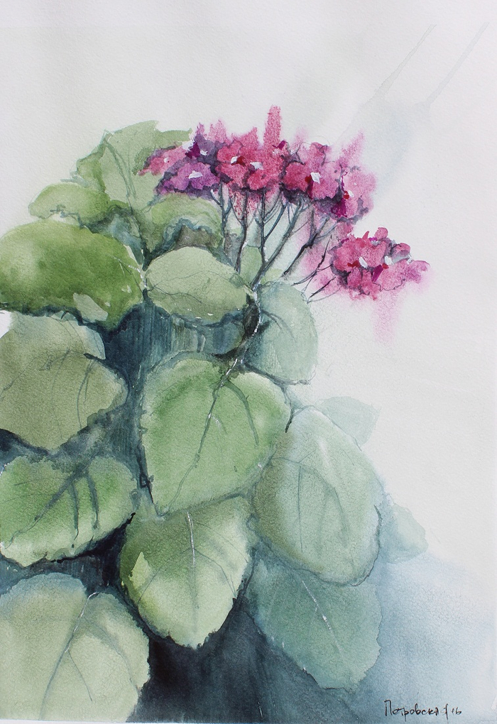 Розовые фиалки