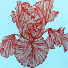 Ирис.Графика