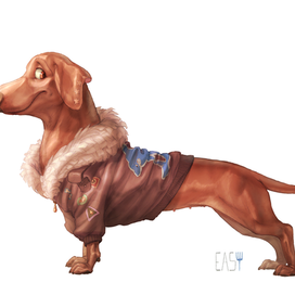 daschund