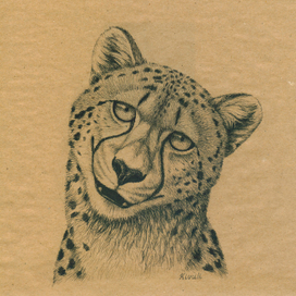 Ухмылка гепарда