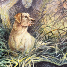 Подружейные собаки - ретриверы. Лабрадор ретривер.