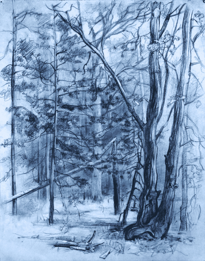 Сосновый лес