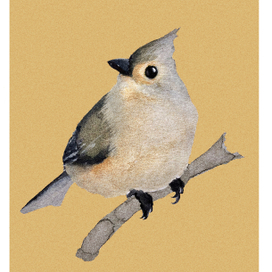 Хохлатая синица/Tufted titmouse