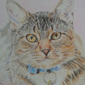 Котик с голубым ошейником