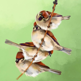 воробьи на ветке