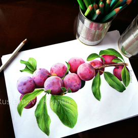 Фрукты. Сливы