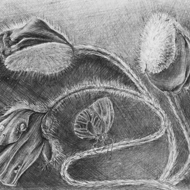 Четыре жизни