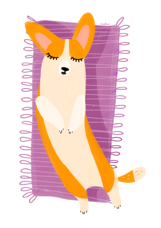 Спящий вельш-корги