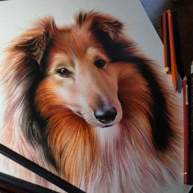 Портрет собачки