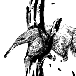 Муравьед насквозь