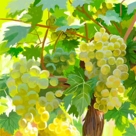 Виноград