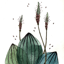 Подорожник