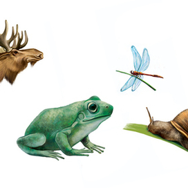 Звери для энциклопедии о животных.