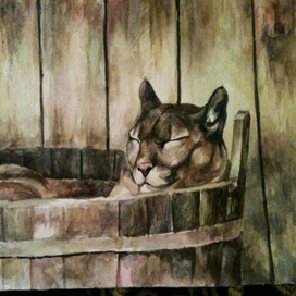 пума в шайке