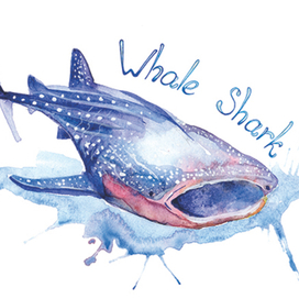 Китовая акула