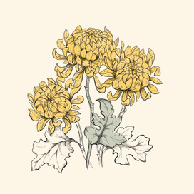 Желтая хризантема