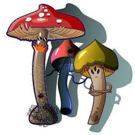 космо грибы