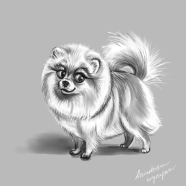 Померанский шпиц