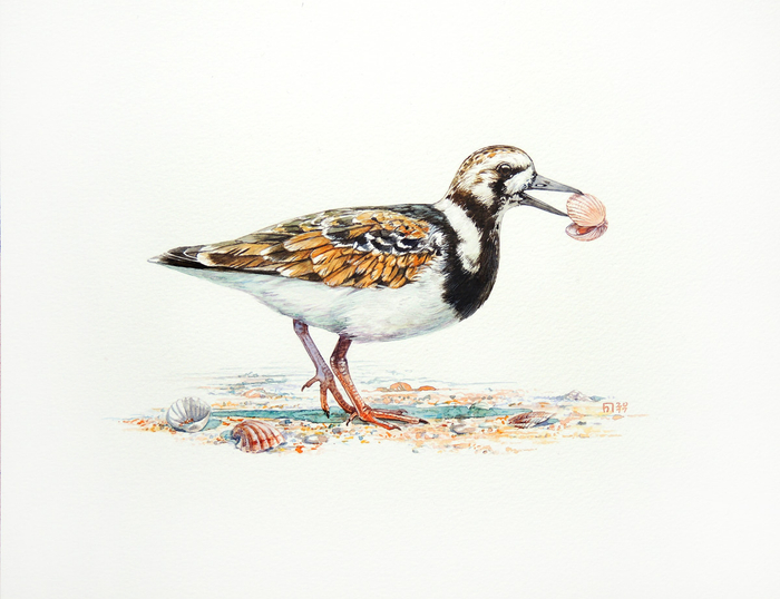 Камнешарка