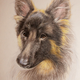 немецкая овчарка ~цветные карандаши
