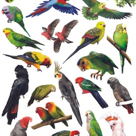 энциклопедия попугаи