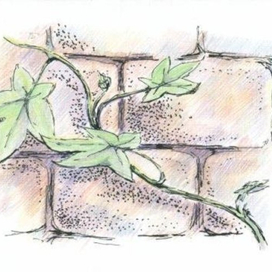 вьюн у старого замка