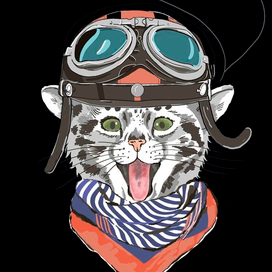 Кот в шлеме