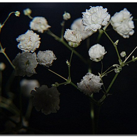 Gypsóphila paniculáta