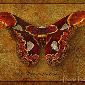 Symbol butterfly 14