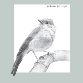 Певчие птицы. Зарянка.