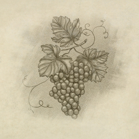 Иллюстрация к винной карте