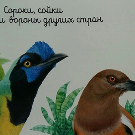 Экзотические сойка и сорока