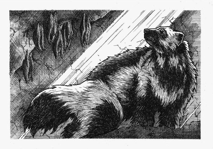 Возвращение росомахи. Илл.19