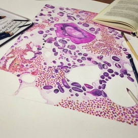 Костный мозг (учебная иллюстрация)