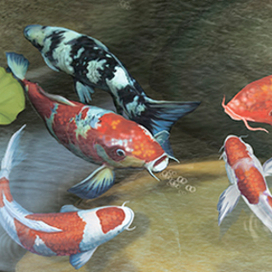 "Карпы в пруду "