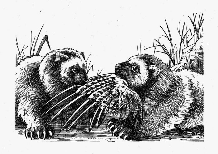 Возвращение росомахи. Илл.16