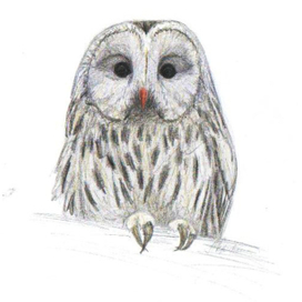 Длиннохвостая (уральская) неясыть